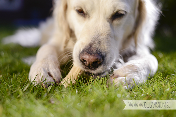 Two guest dogs for a week= full house! But fun | www.DOGvision.be | dog photography