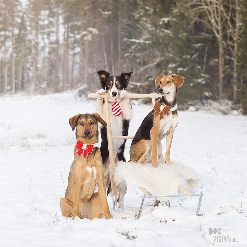 Christmas Pet Photography Near Me / Christmas In January Moi Du Toi