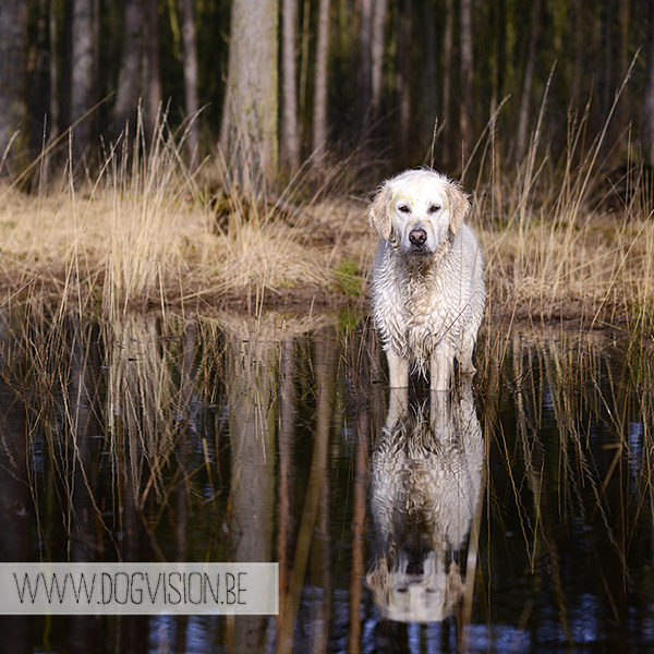 Two guest dogs for a week= full house! But fun | www.DOGvision.be | dog photography