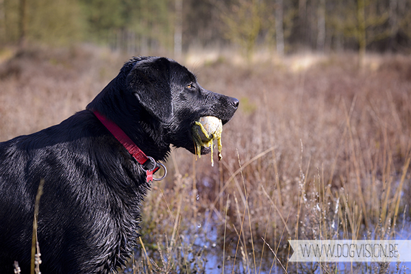 Two guest dogs for a week= full house! But fun | www.DOGvision.be | dog photography