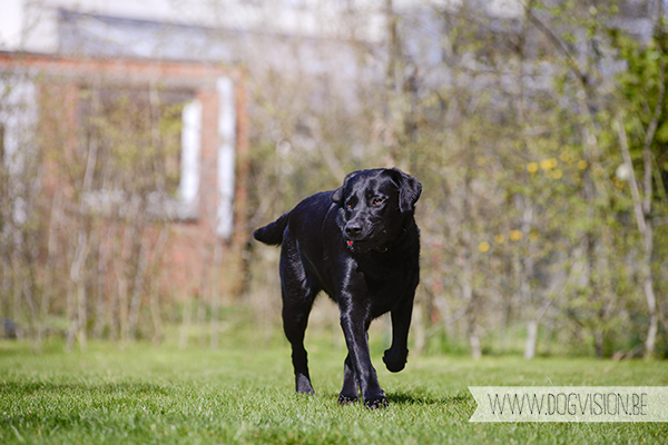 Two guest dogs for a week= full house! But fun | www.DOGvision.be | dog photography