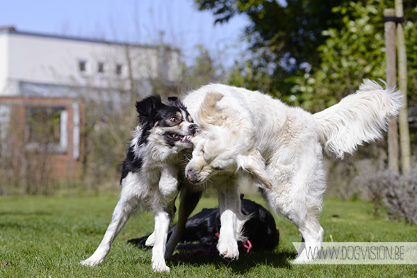 Two guest dogs for a week= full house! But fun | www.DOGvision.be | dog photography