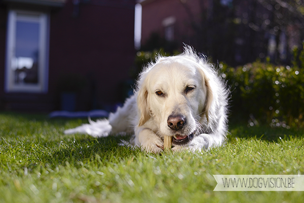 Two guest dogs for a week= full house! But fun | www.DOGvision.be | dog photography