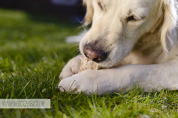 Two guest dogs for a week= full house! But fun | www.DOGvision.be | dog photography