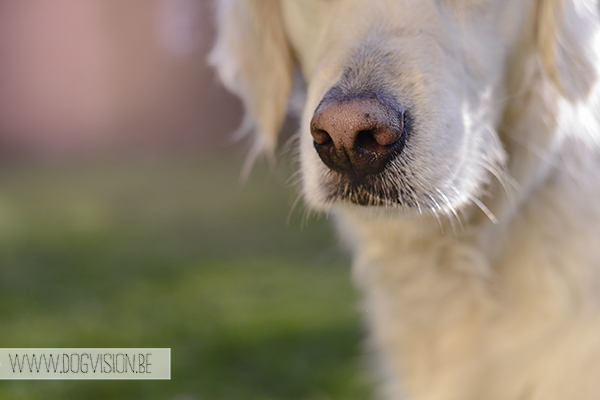 Two guest dogs for a week= full house! But fun | www.DOGvision.be | dog photography