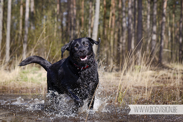 Full house | part 2 | www.DOGvision.be | Golden retriever & Labrador retriever visiting