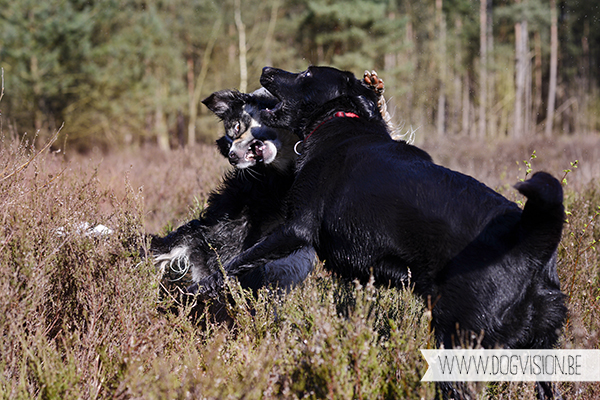 Full house | part 2 | www.DOGvision.be | Golden retriever & Labrador retriever visiting