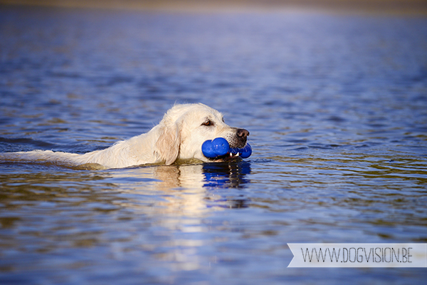 Nuna & Eclips (Black labrador retriever & Golden retriever) | www.DOGvision.be | dog photography