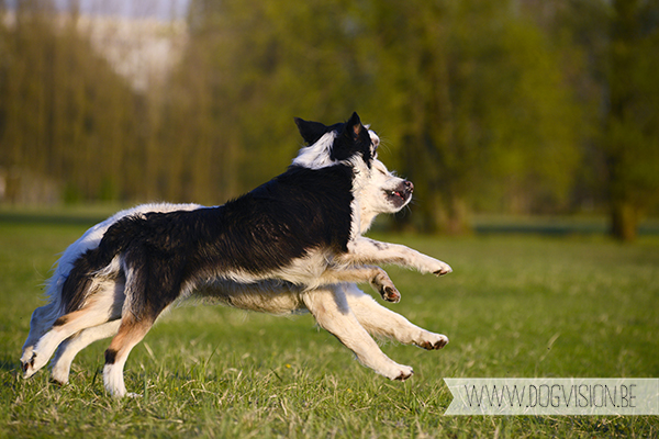 Eclips (Golden retriever) | www.DOGvision.be | dog photography