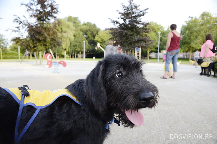 Oya | Labradoodle | www.DOGvision.be | dog photography