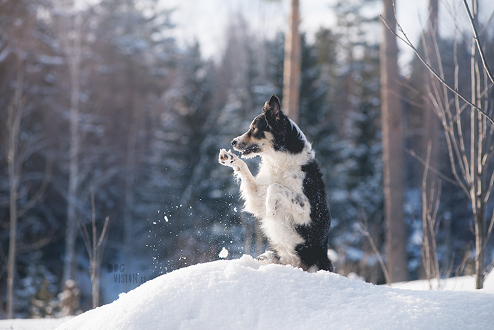 #TongueOutTuesday (09), hondenfotografie Zweden, Dalarna, blog op www.dogvision.be