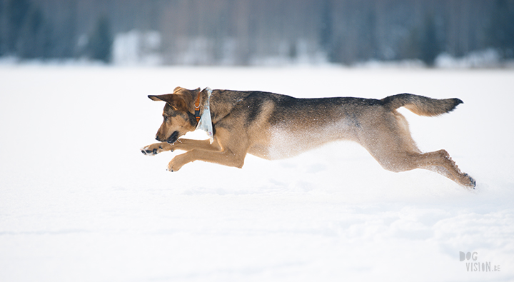 #TongueOutTuesday (09), hondenfotografie Zweden, Dalarna, blog op www.dogvision.be