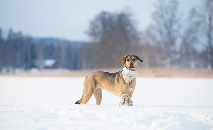 #TongueOutTuesday (09), hondenfotografie Zweden, Dalarna, blog op www.dogvision.be