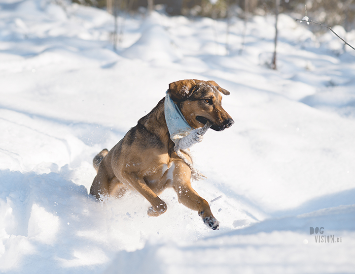 #TongueOutTuesday (09), hondenfotografie Zweden, Dalarna, blog op www.dogvision.be