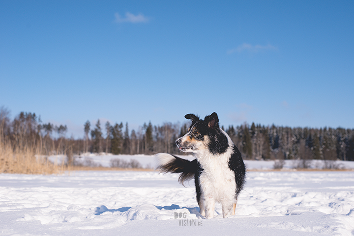 #TongueOutTuesday (09), hondenfotografie Zweden, Dalarna, blog op www.dogvision.be