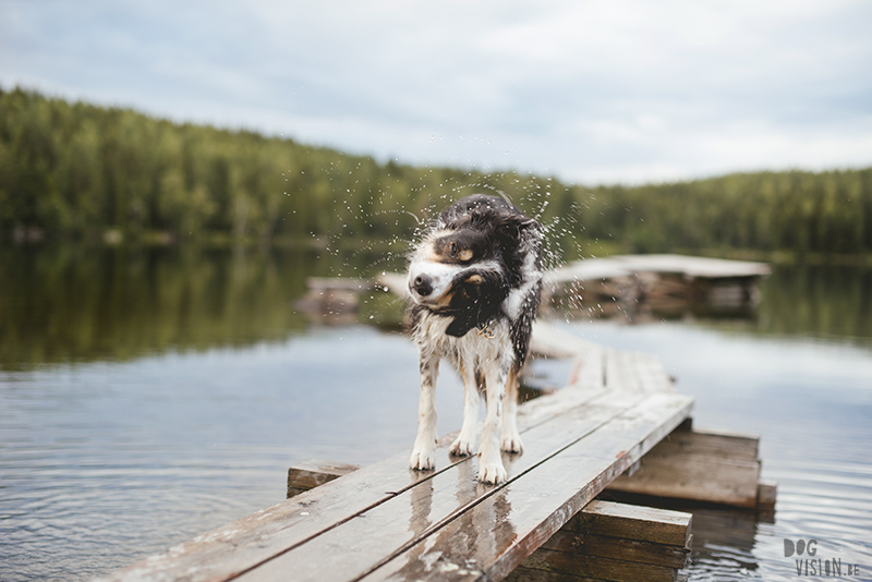 Hondenfotografie Fenne Kustermans, Zweden, Dalarna, www.DOGvision.be