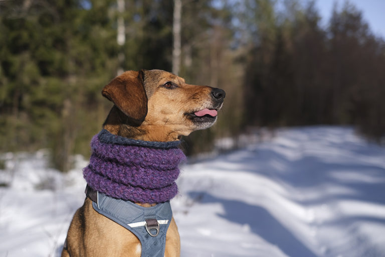 #tongueouttuesday, Fujifilm hondenfotografie Zweden, www.DOGvision.be